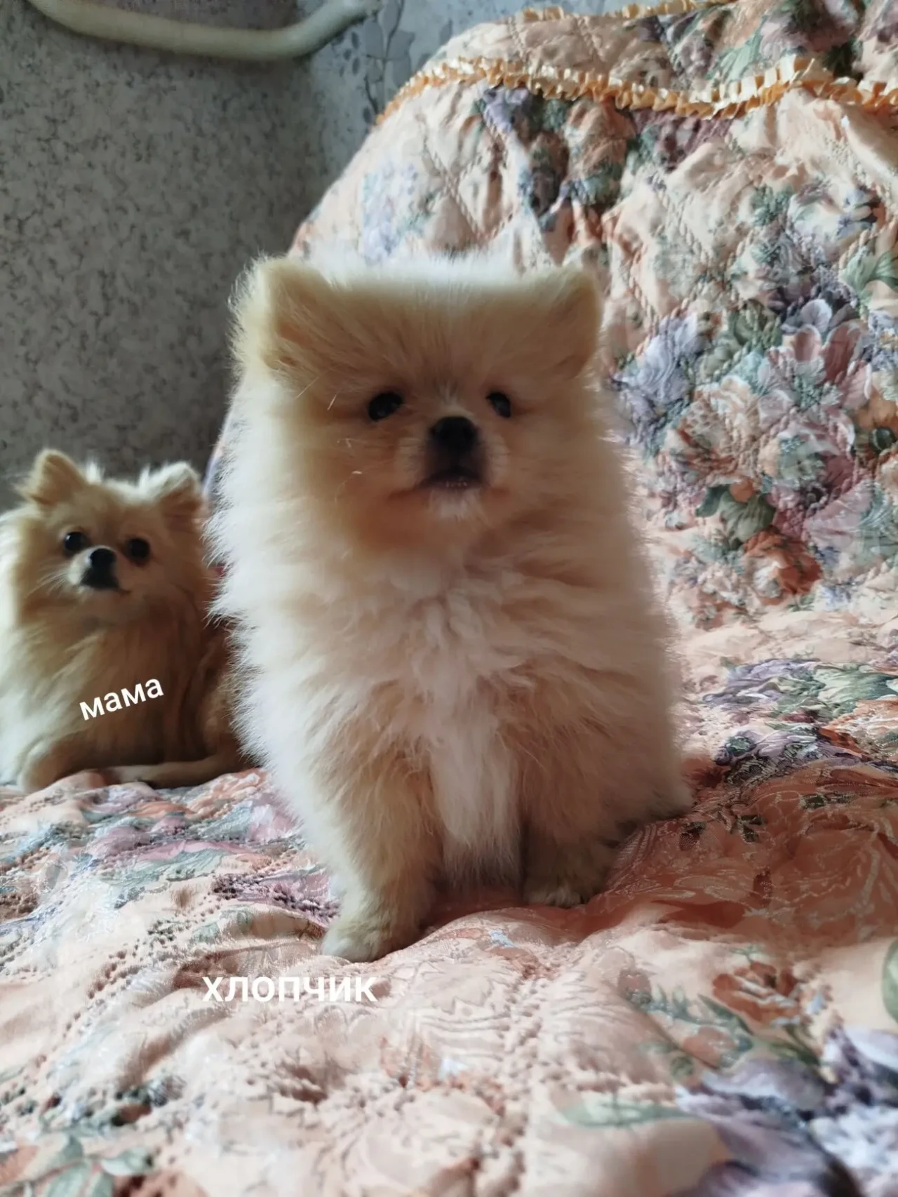 Бронювання Шпіців 10