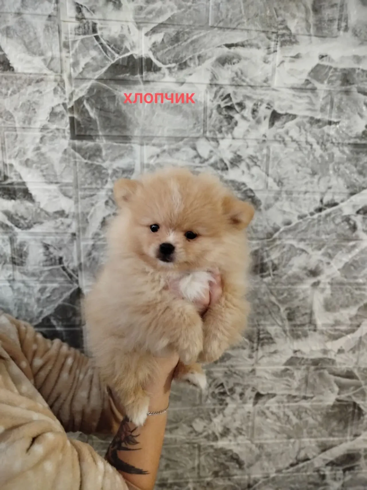 Бронювання Шпіців 3