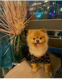 Бронювання Шпіців