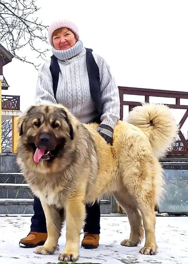 Цуценята кавказької вівчарки розплідник Star Escort 7