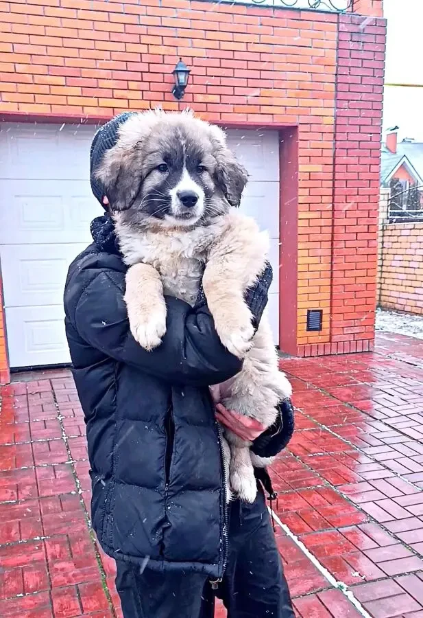 Цуценята кавказької вівчарки розплідник Star Escort