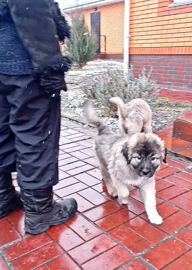 Цуценята кавказької вівчарки розплідник Star Escort 3