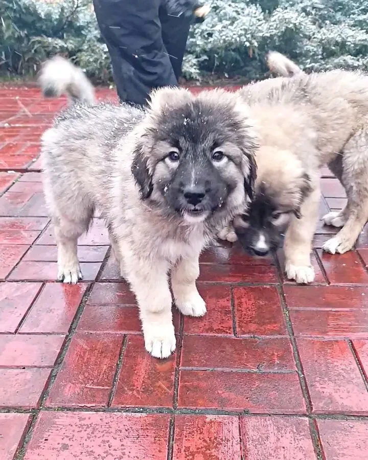 Цуценята кавказької вівчарки розплідник Star Escort 4