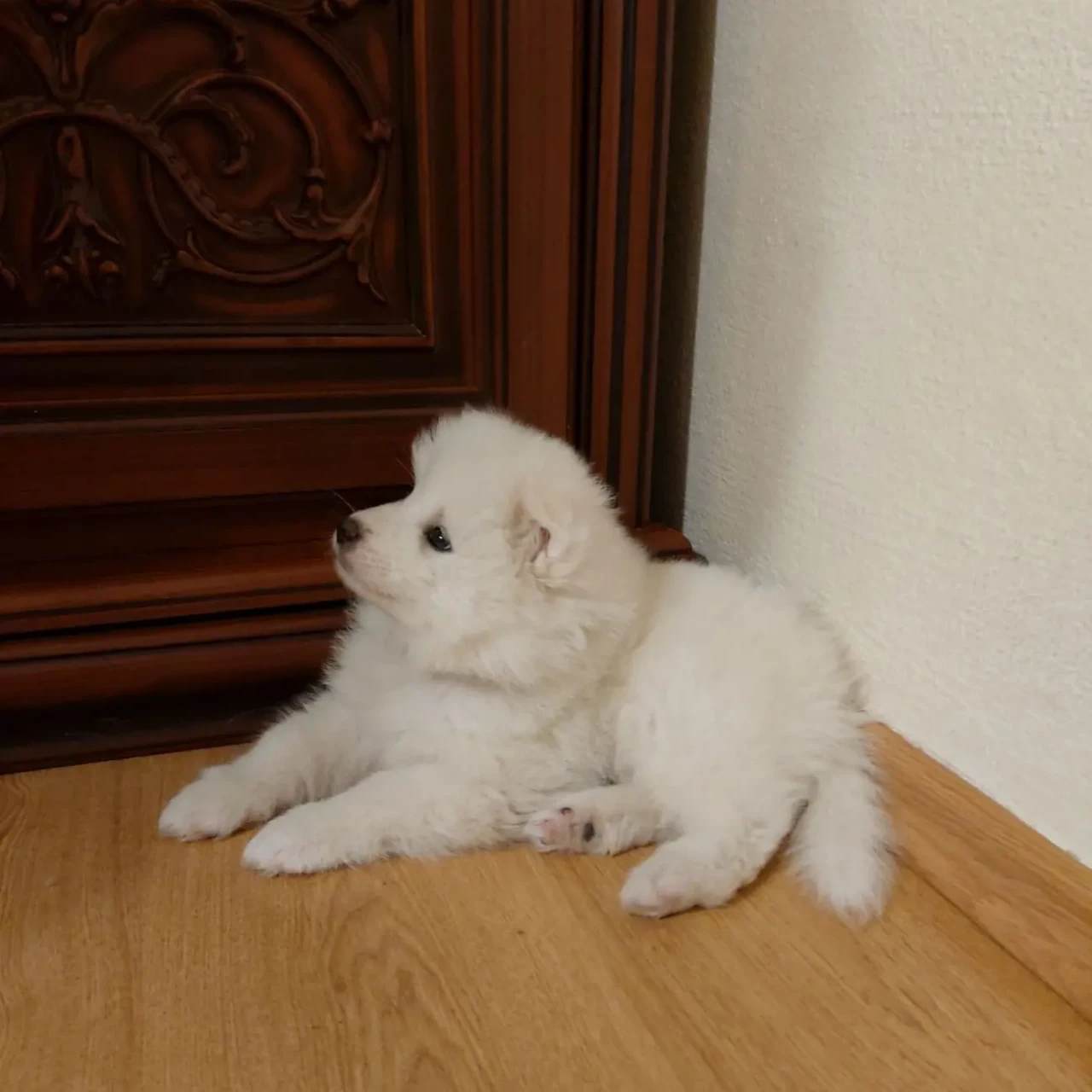 Продаються цуцики Самоїда 4