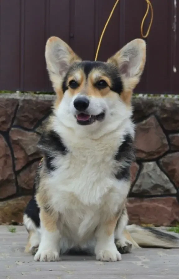 Вельш коргі пемброк 9