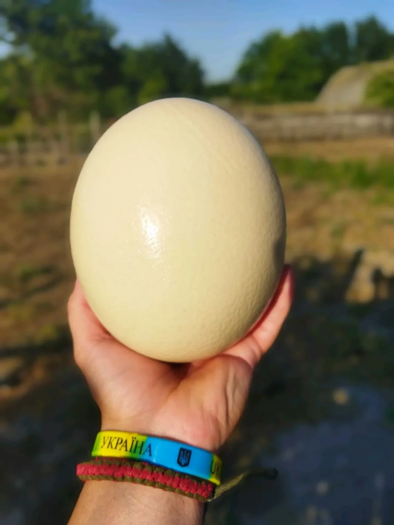 Продаю столові страусині яйця. 2