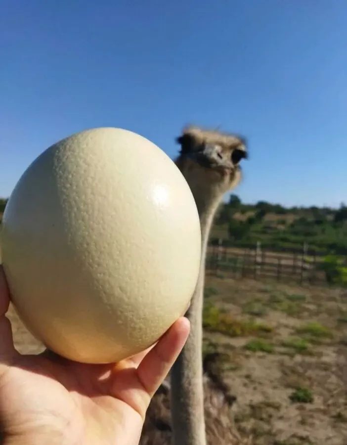 Продаю столові страусині яйця. 4