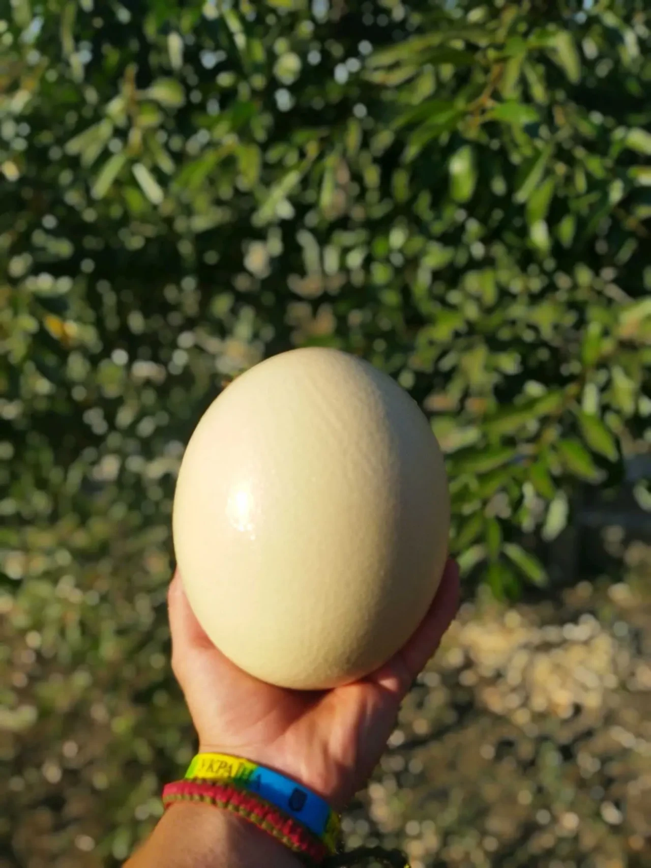 Продаю столові страусині яйця. 3