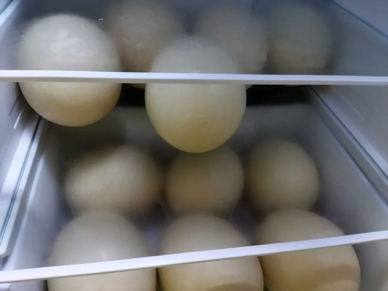 Продаю столові страусині яйця.