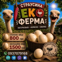 Продаю столові страусині яйця.
