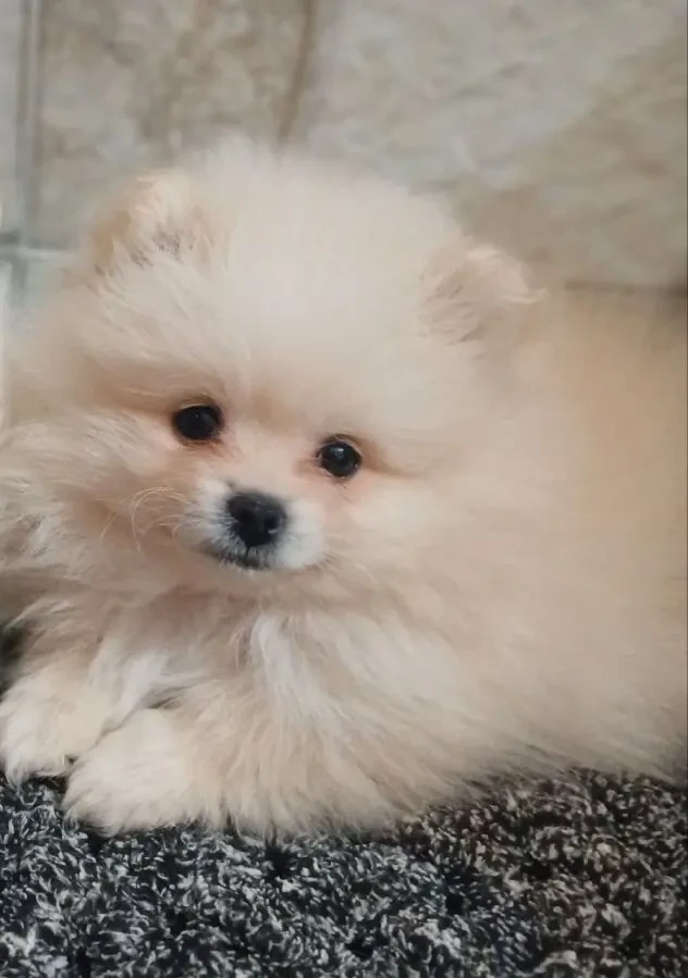 Померанській шпіц 3