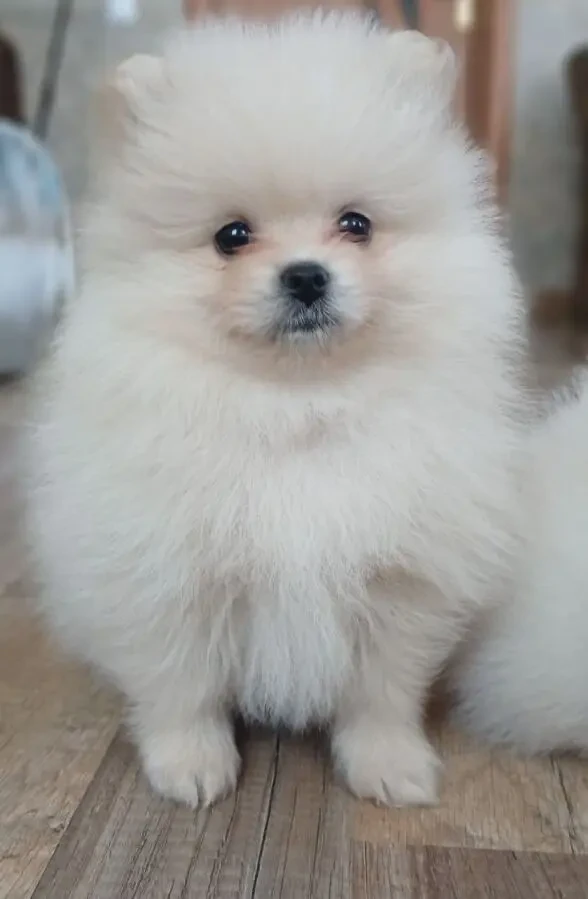 Померанській шпіц