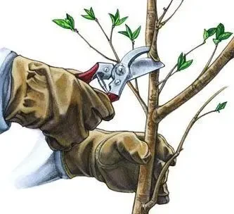 Услуги садовника с большим опытом.