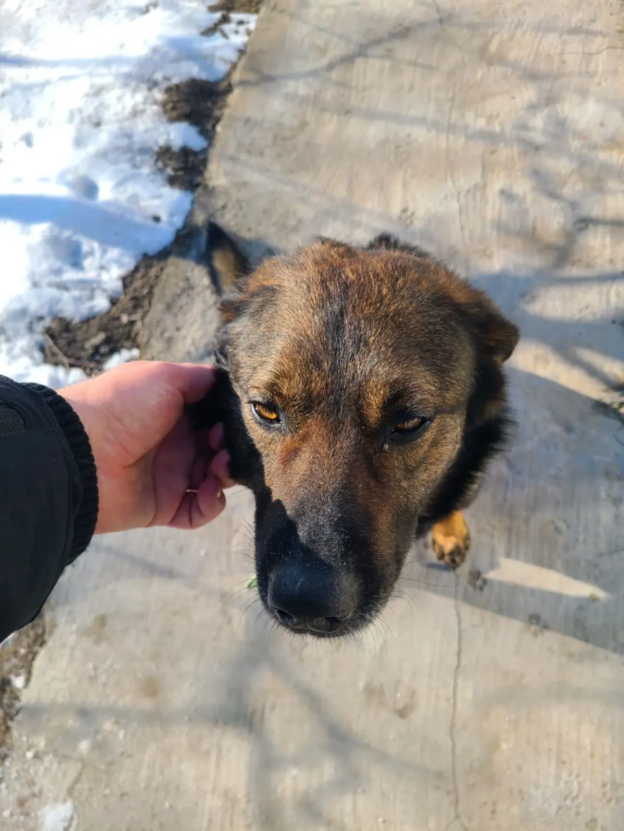 Сахарок ищет Хозяина. Замерзал под забором, отогрел. Я воюю - не могу 2