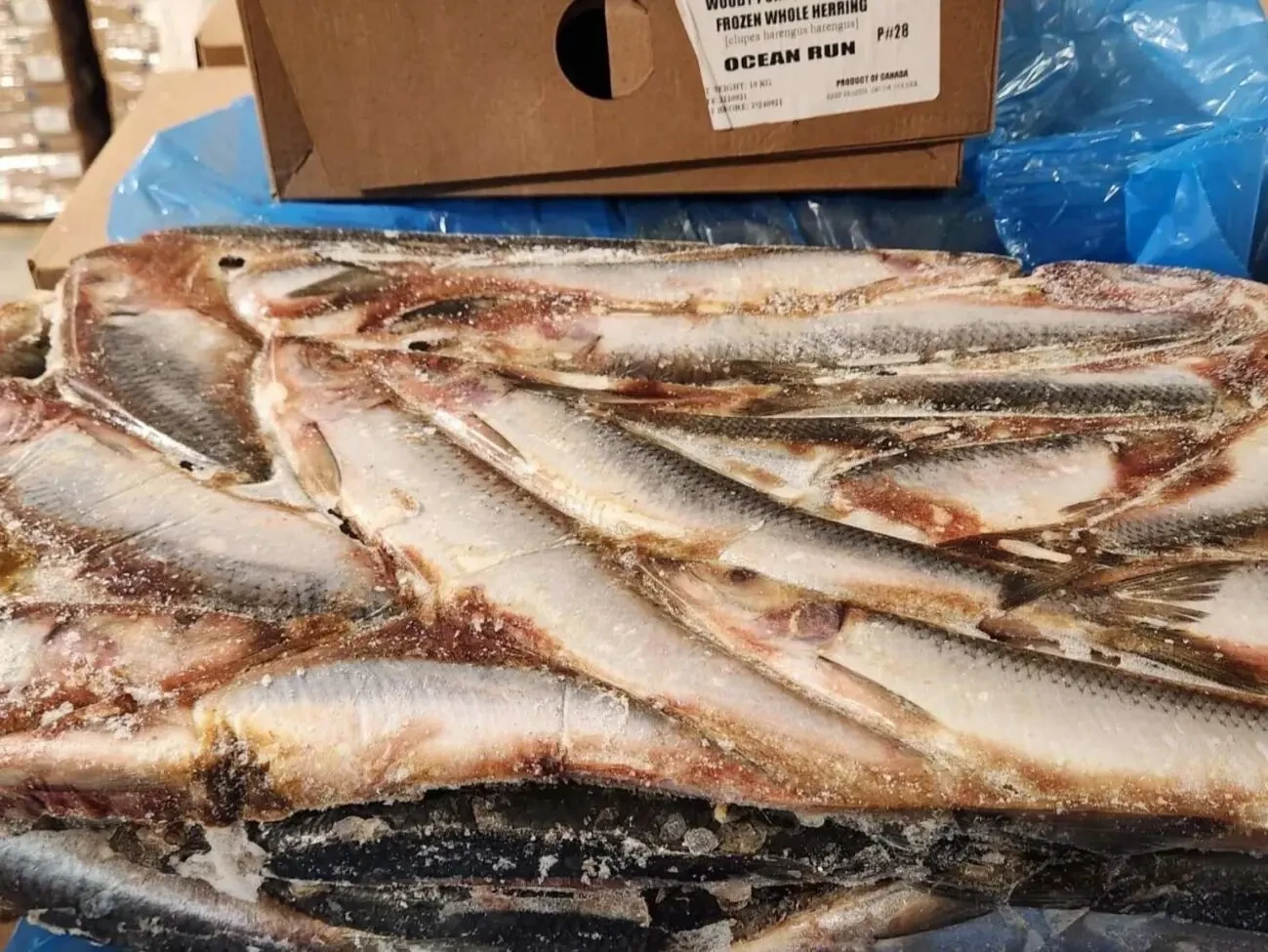 Продаж морепродкутів з Канади