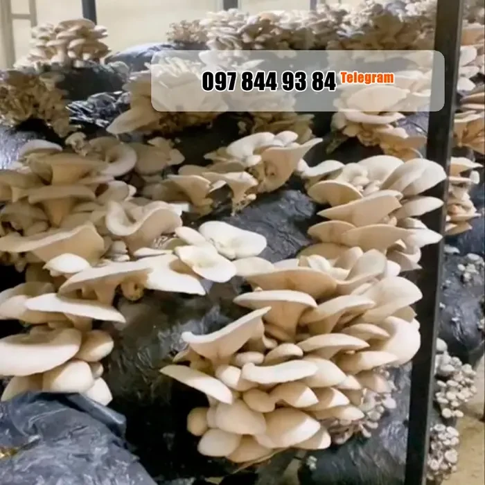 Грибні блоки високої врожайності. Доставка по Україні. 5