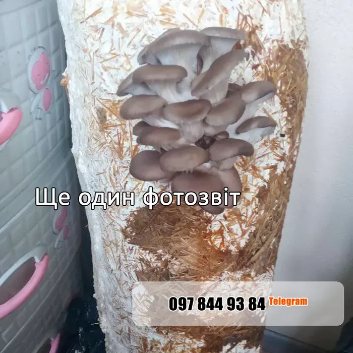 Грибні блоки високої врожайності. Доставка по Україні. 8