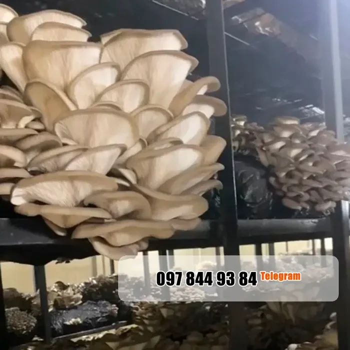 Грибні блоки високої врожайності. Доставка по Україні. 6