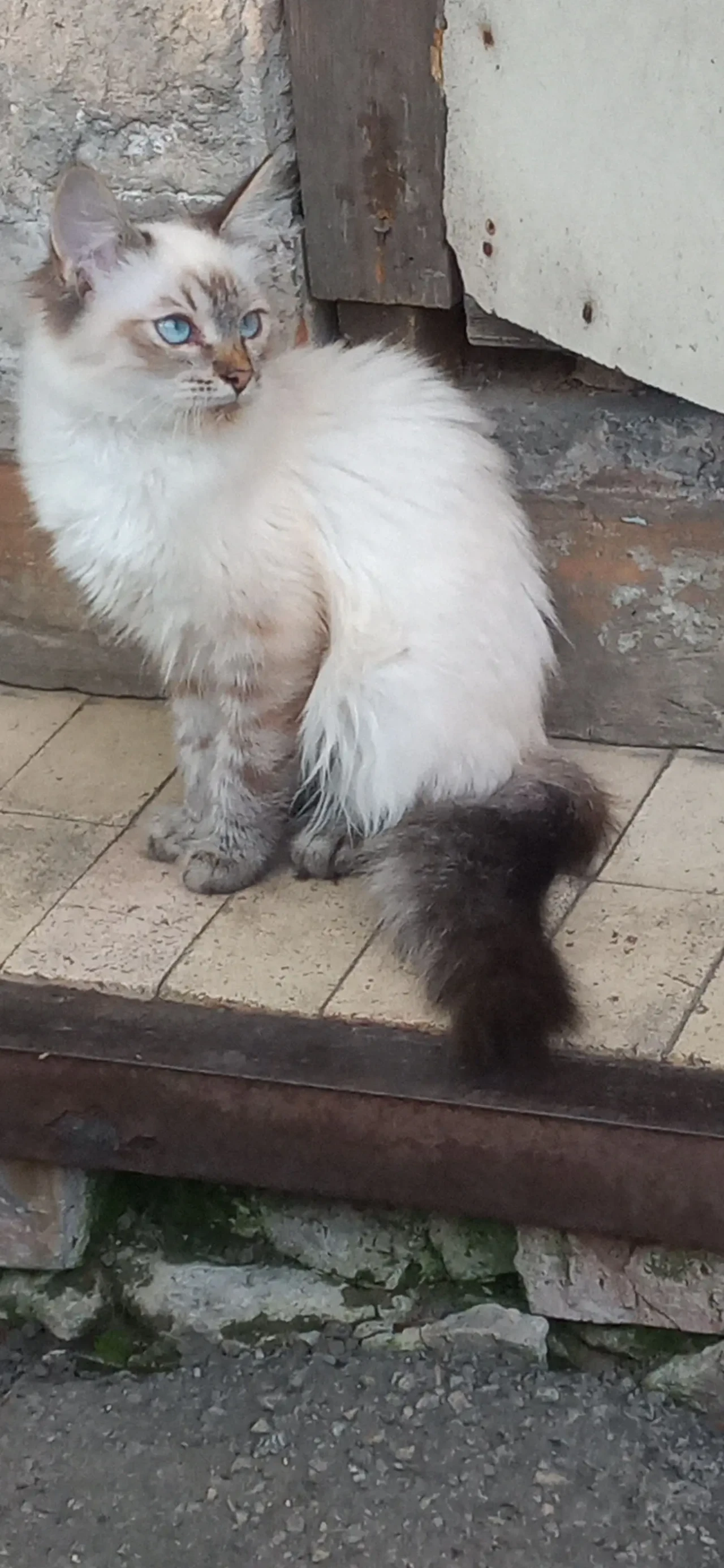 Продам Кошеня Породи Невська Маскарадна котик 6