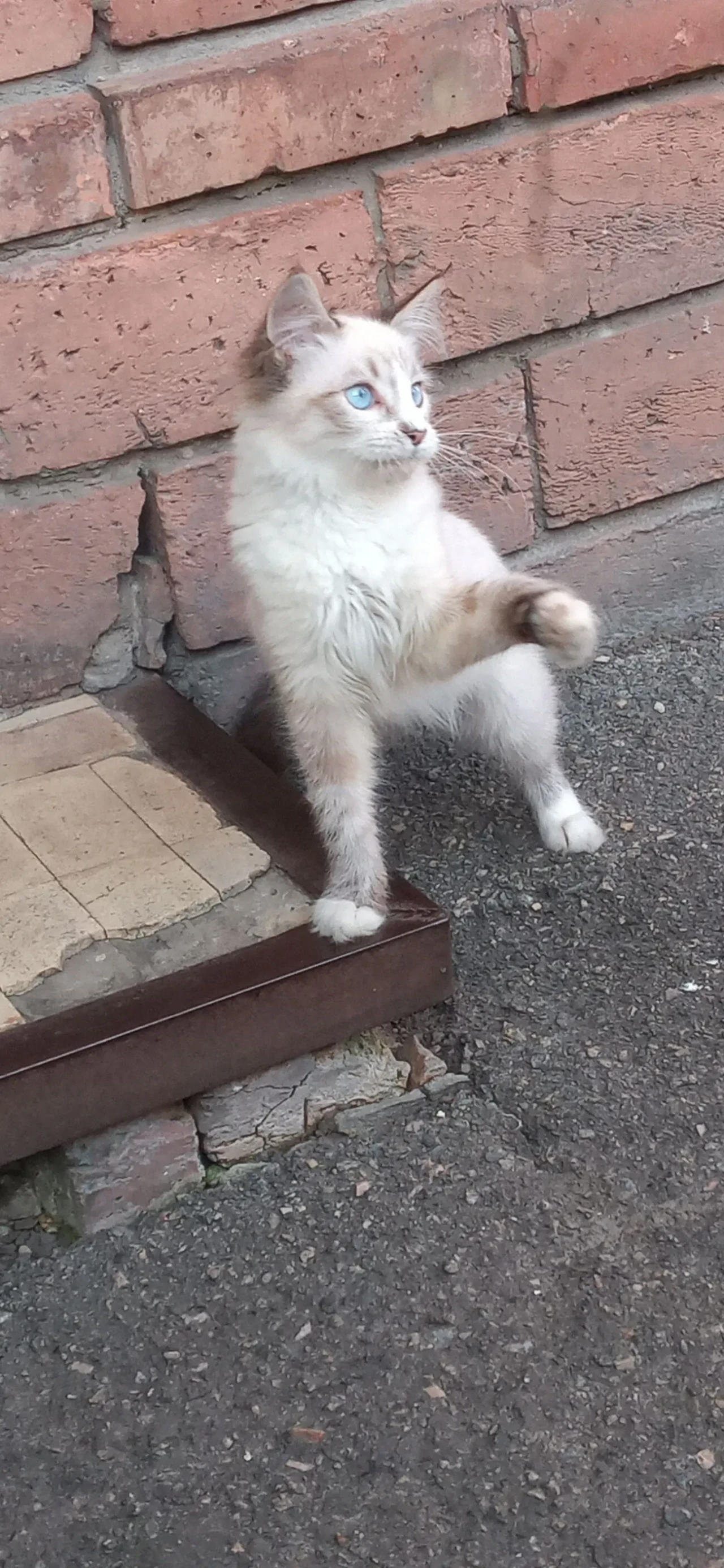 Продам Кошеня Породи Невська Маскарадна котик 4