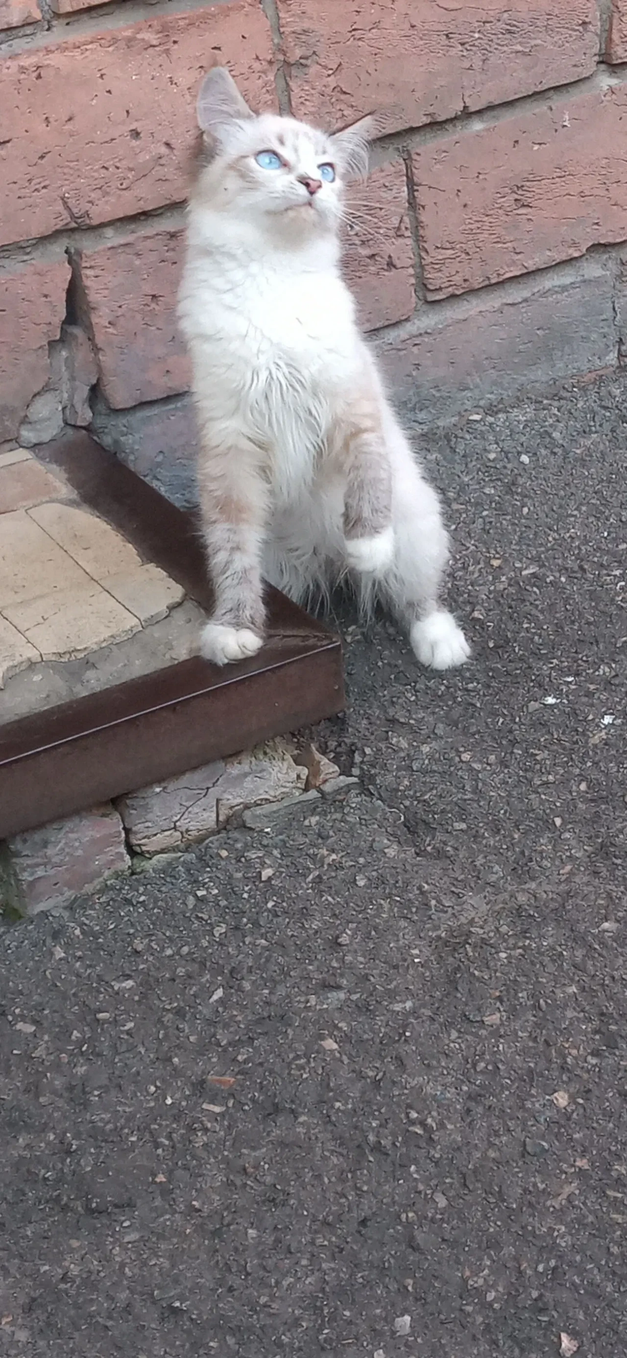 Продам Кошеня Породи Невська Маскарадна котик 5