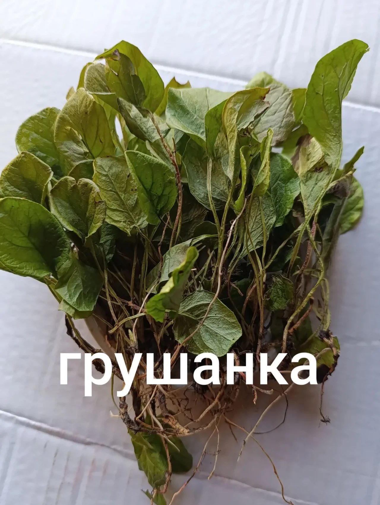 Грушанка