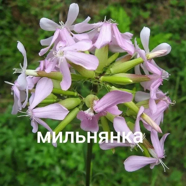 Мильнянка