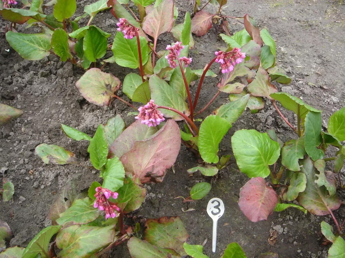 продам бадан і очіток 2