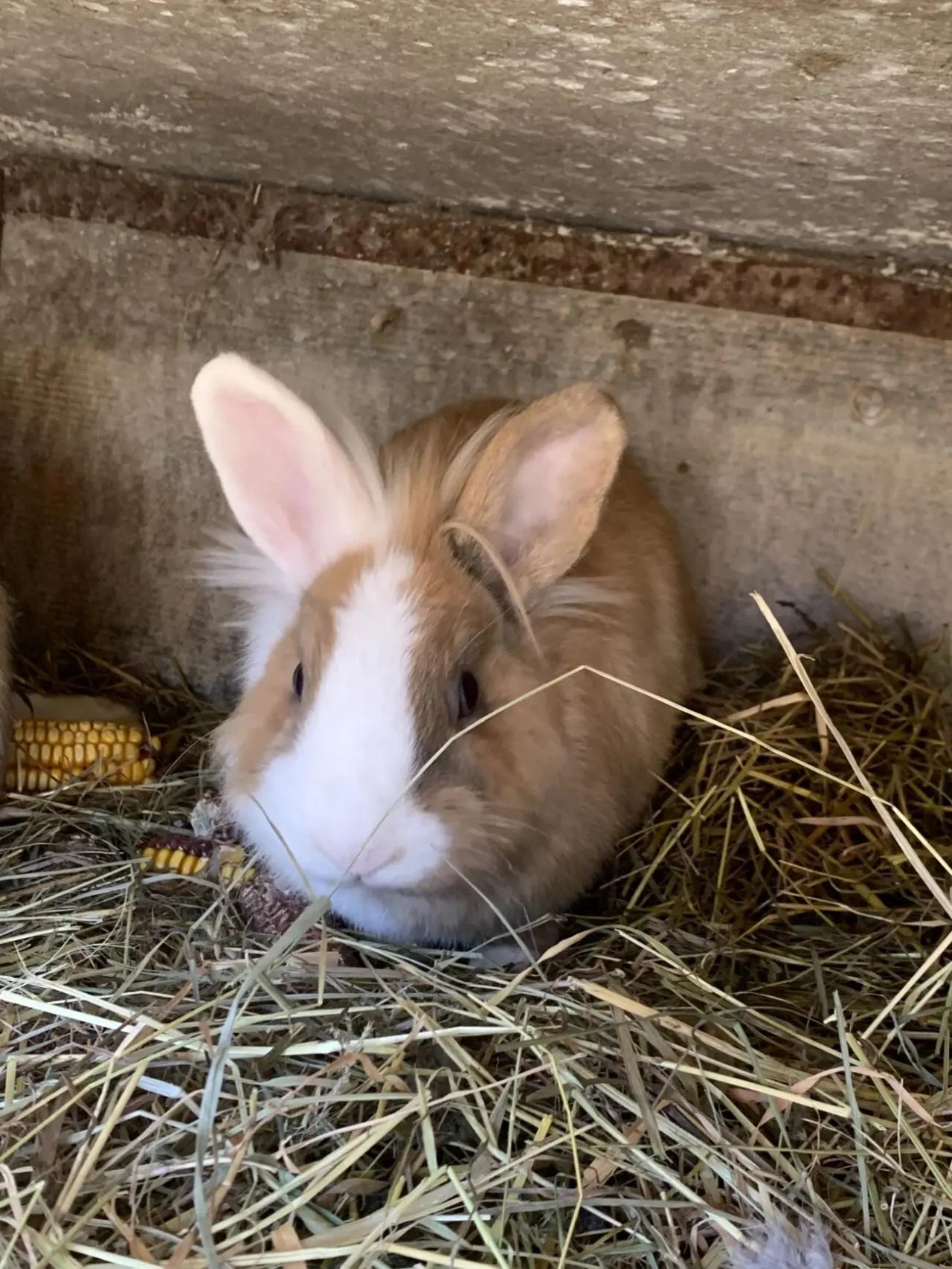 Декоративні кролики 4