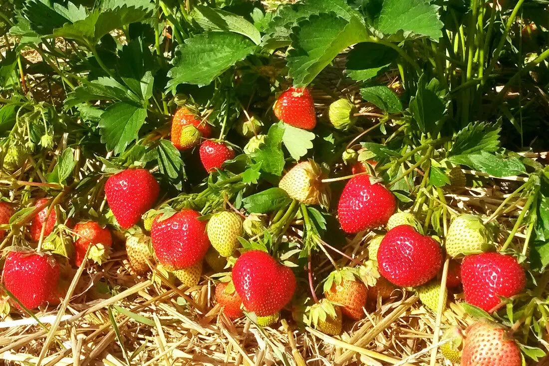 Клубника розсада свіжокопана. Розсада полуниці - великий вибір 10