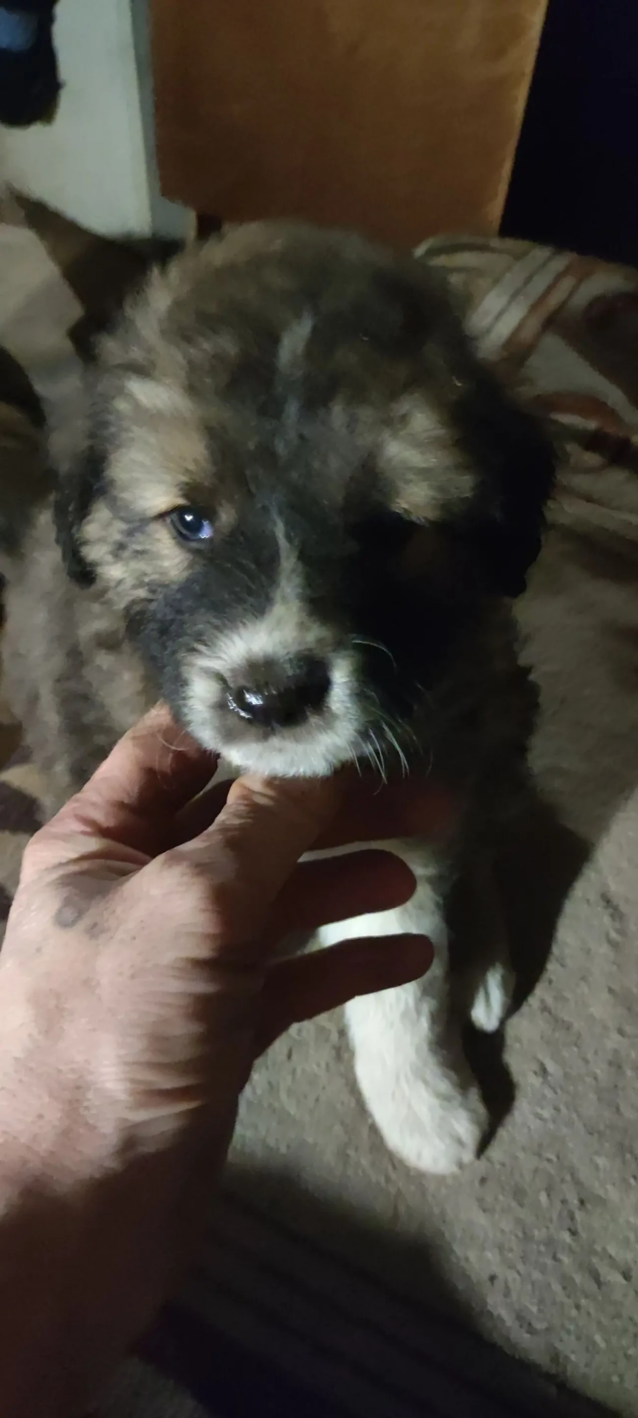 Віддам щенят в добрі руки є хлопчики і дівчатка вік один місяць 5