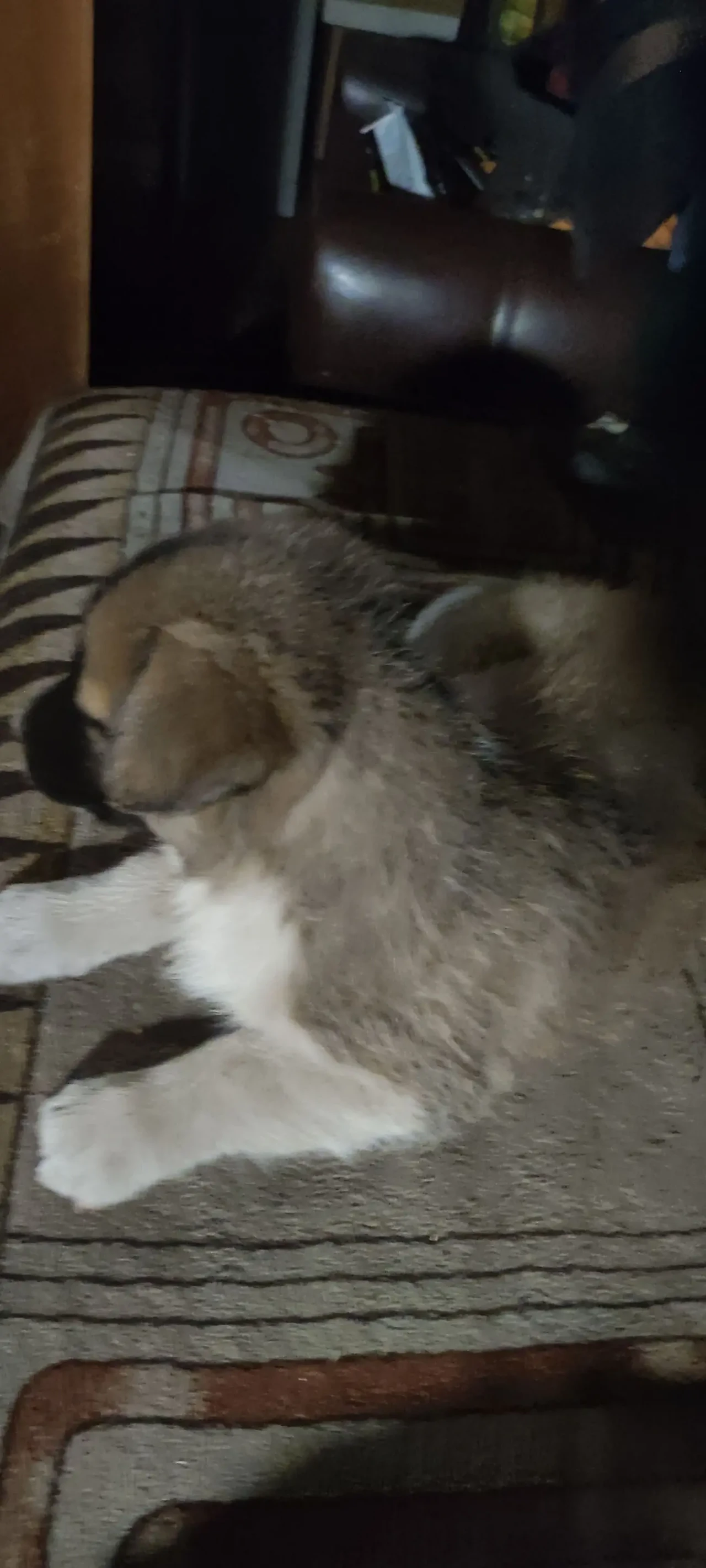 Віддам щенят в добрі руки є хлопчики і дівчатка вік один місяць 2