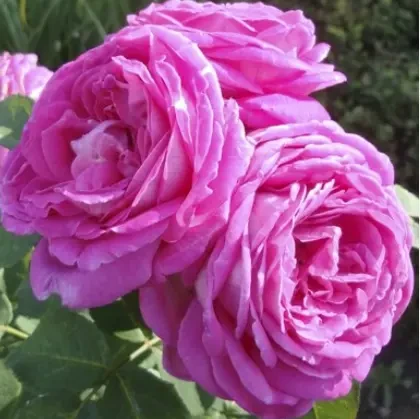 Саджанці троянд кущові, плетисті, почвопок, розы англійські 200 сортів 9