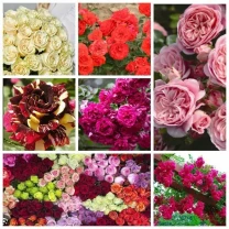 Саджанці троянд кущові, плетисті, почвопок, розы англійські 200 сортів