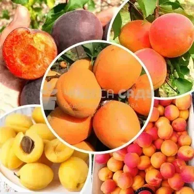 Саджанці персика та нектарина від виробника  70 сортів. Є відправка 4