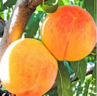 Саджанці персика та нектарина від виробника  70 сортів. Є відправка 7