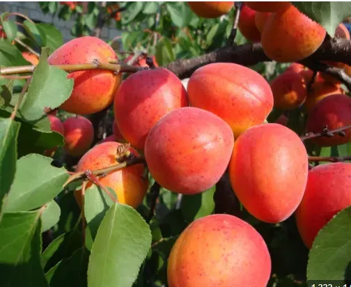 Саджанці персика та нектарина від виробника  70 сортів. Є відправка 9