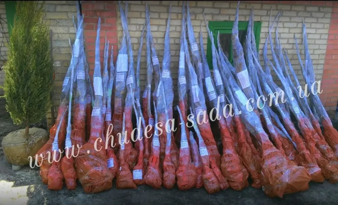 Саджанці персика та нектарина від виробника  70 сортів. Є відправка 3