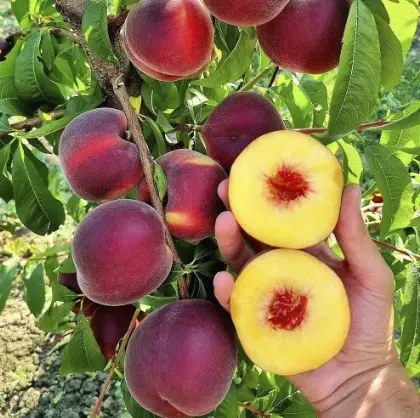 Саджанці персика та нектарина від виробника  70 сортів. Є відправка 6