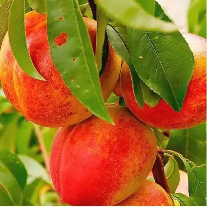 Саджанці персика та нектарина від виробника  70 сортів. Є відправка 10