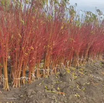 Саджанці персика та нектарина від виробника  70 сортів. Є відправка 5