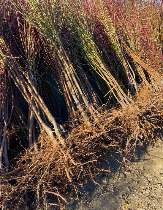 Саджанці персика та нектарина від виробника  70 сортів. Є відправка 2