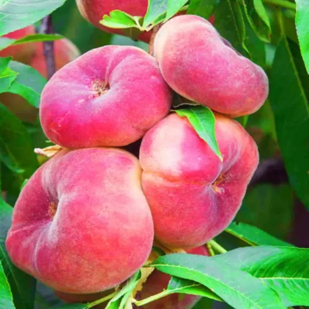 Саджанці персика та нектарина від виробника  70 сортів. Є відправка 8