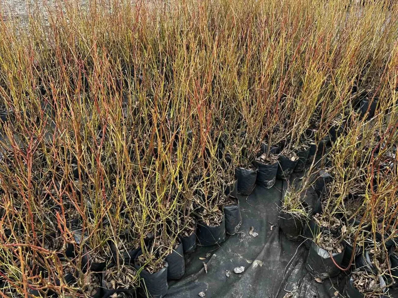 Голубика 2-3 летние саженцы Множество сортов Дюк, Чендлер, Торо, Патр 4