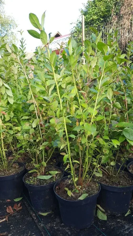 Голубика 2-3 летние саженцы Множество сортов Дюк, Чендлер, Торо, Патр 5