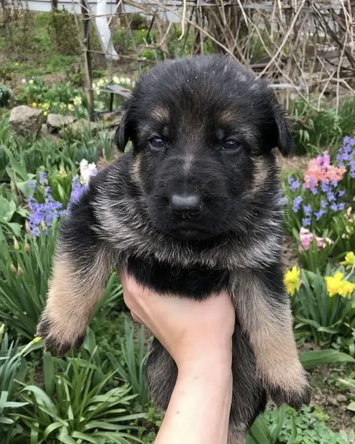 Цуценята німецької вівчарки