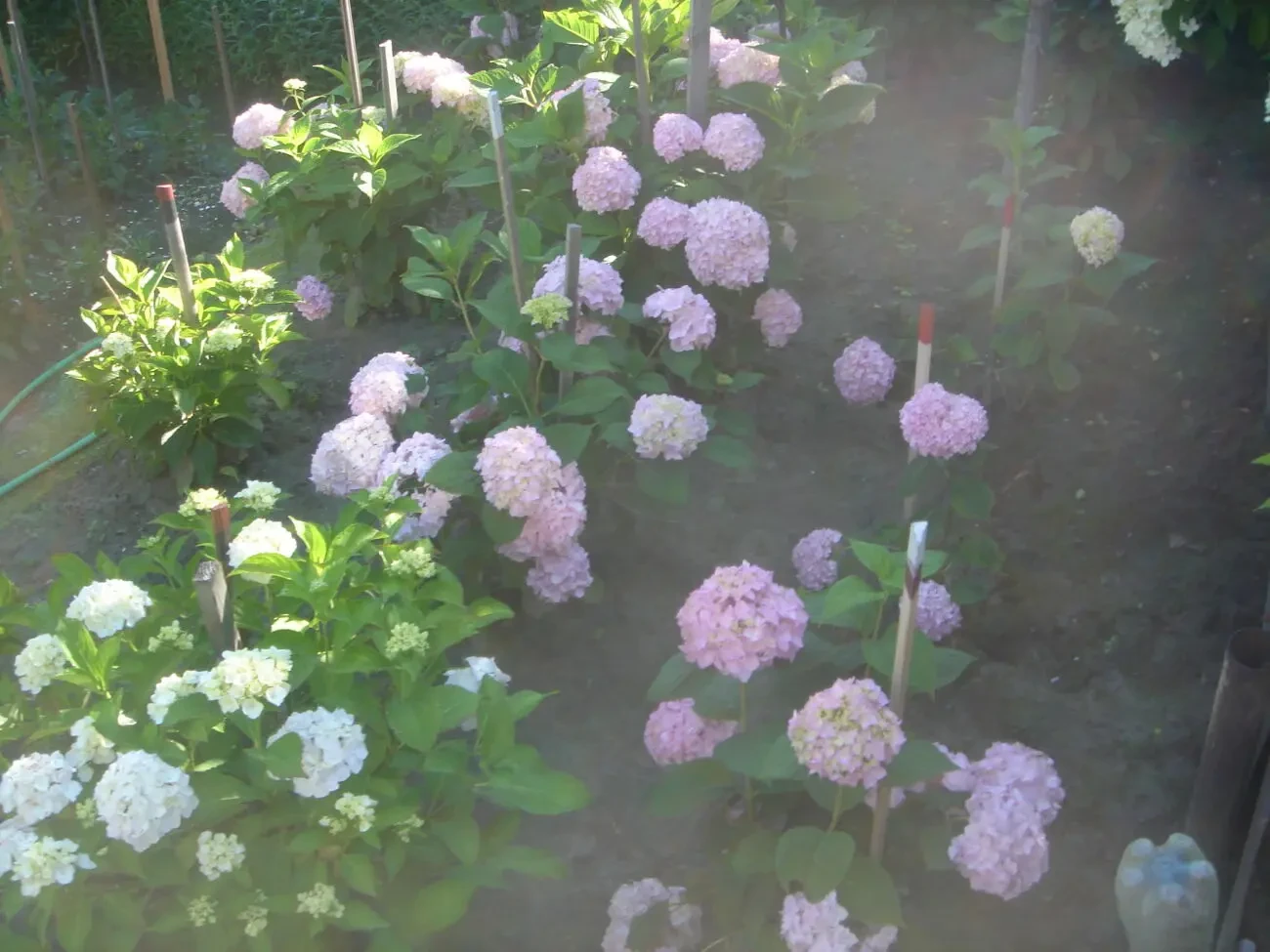 продам гортензію анабель і великолистну рожеву 2