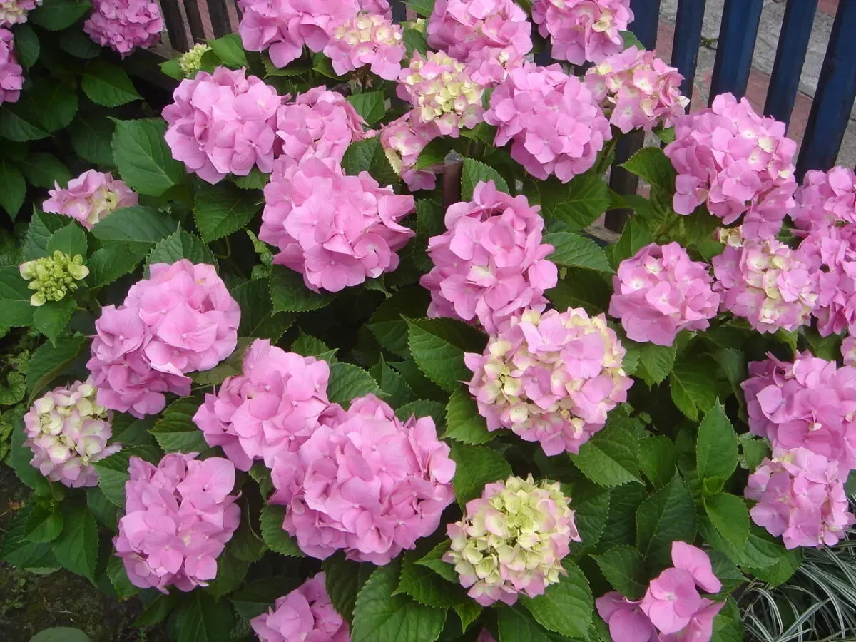 продам гортензію анабель і великолистну рожеву 3