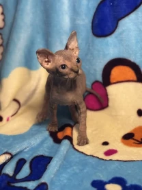 Канадський сфінкс