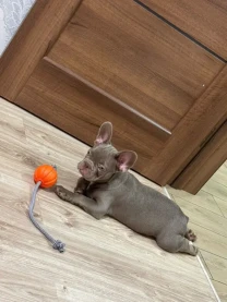 Французский бульдог